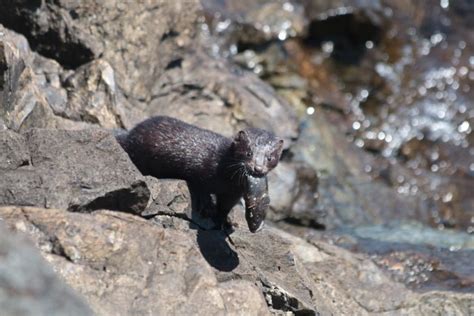 Biodiversidad Vs Especies Ex Ticas Invasoras La Batalla Por La