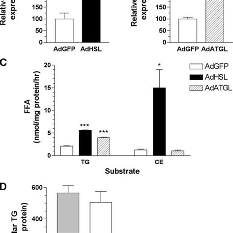 Adenoviral Overexpression Of Hsl And Atgl And Its Effect On Cellular