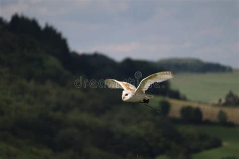 Flying barn owl stock photo. Image of barn, bird, blue - 188603500