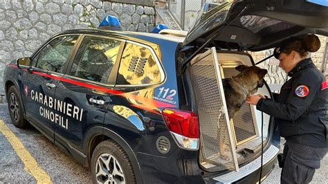 Trovati In Possesso Di Droga Proiettili E Una Pistola Scacciacani