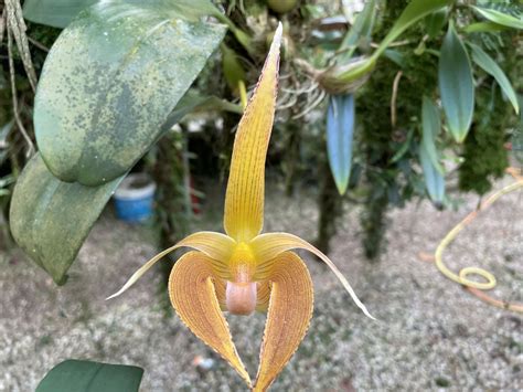 Bulbophyllum Lobbii Hortus Botanicus Leiden Netherlands