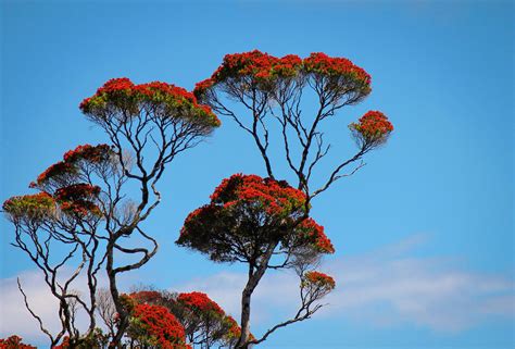 5 Native Bee-Friendly Plants | NZ flora that Bees Love.