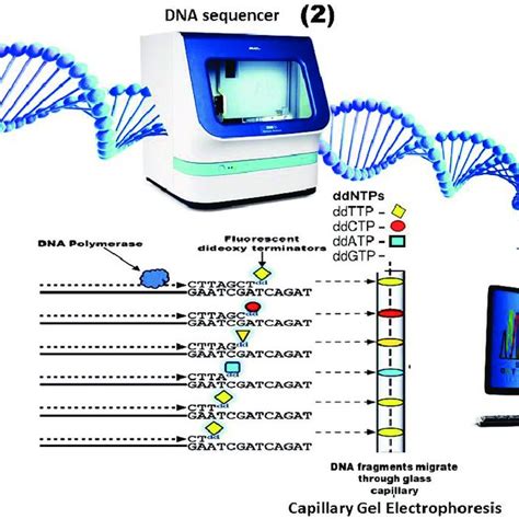 The Features And Principles Of First Generation Sequencing Sgs And