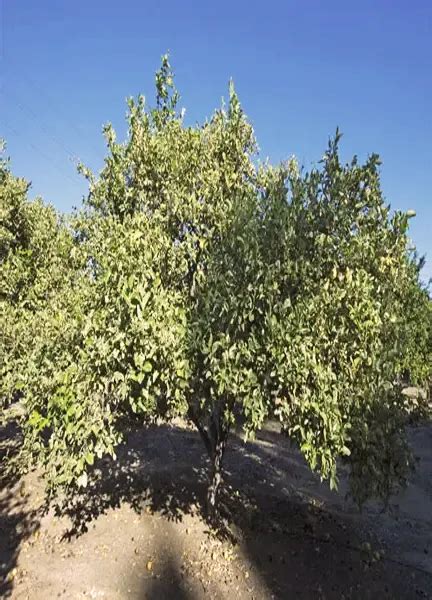 Variegated Pink Lemon Tree – Forestry.com