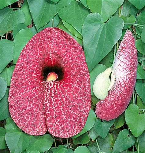 Aristolochia Gigantea Aristolochia Gigante Consejos Para Mi Huerto