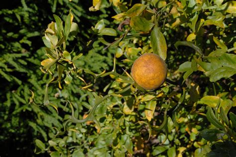 Citrus Trifoliata Hardy Orange Trifoliate Orange North Carolina