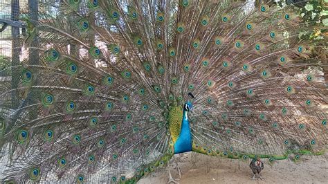 The Most Beautiful Peacock Dance Display Ever Peacocks Opening Feathers And Bird Sound Hd