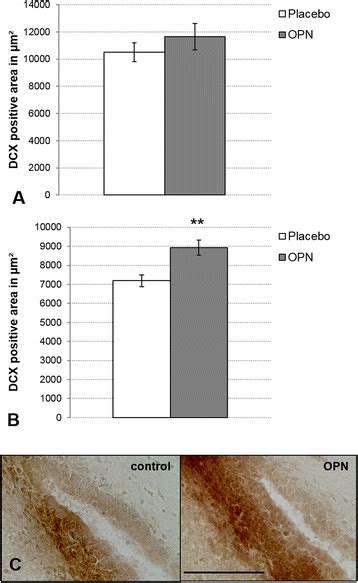 Osteopontin Opn Promoted Neurogenesis After Stroke In Vivo A After