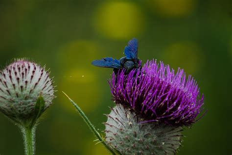 Bi Insekt Pollinera Gratis foto på Pixabay Pixabay