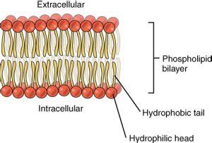 The Plasma Membrane Principles Of Biology