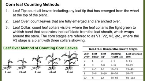 Growth Stages Of Corn Chart