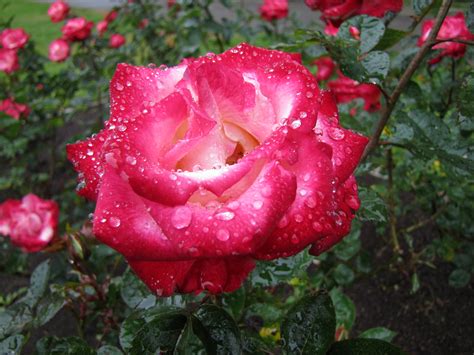 rosy monday jellybeansofdoomcom