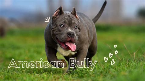 American Bully características cuidados y problemas de salud