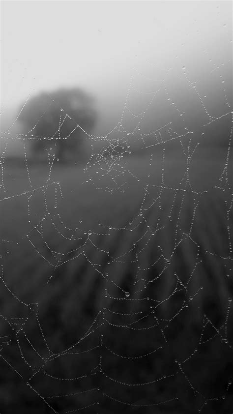 Spiderweb Wallpapers and Backgrounds 4K, HD, Dual Screen