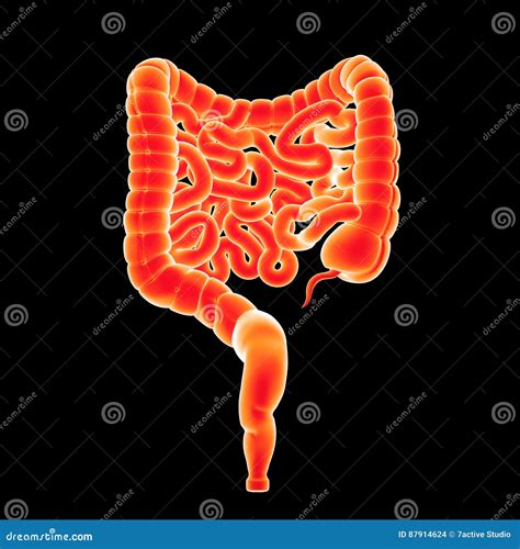 Intestine Posterior View Stock Illustration Illustration Of Health