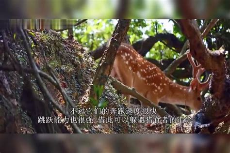 小梅花鹿把女孩当成妈妈，寸步不离的跟着，真是太可爱了妈妈梅花鹿女孩