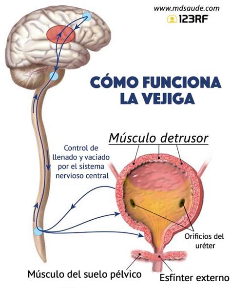 Vejiga Hiperactiva Causas Síntomas Y Tratamiento Md Saúde