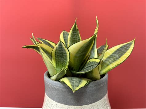 sansevieria life