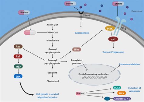 The Mevalonate Pathway And Possible Mechanism Of Action Of Statins