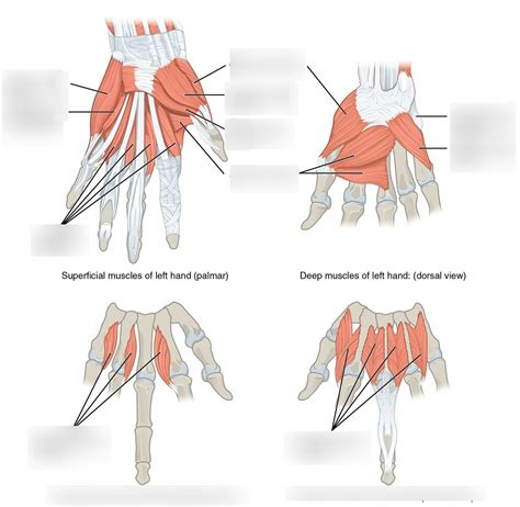 MD1011 Intrinsic Hand Muscles Diagram Quizlet