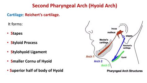 Pharyngeal arches | PPT