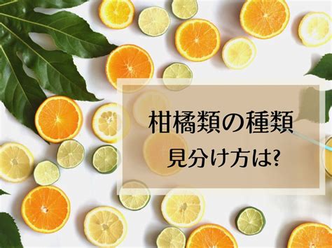 柑橘類の種類や見分け方のポイントは大きさや色、時期でもわかる品種を一覧でご紹介♪ミカンは小さいほうが甘いって本当 犬猫好きのお菓子屋さん