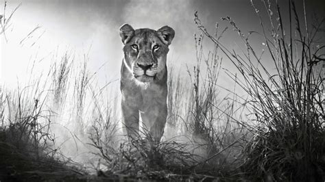 Lion 4k Black And White, HD Animals, 4k Wallpapers, Images, Backgrounds ...