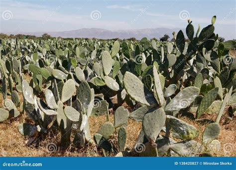 Cochineal Insects On Cactus Leaf Stock Photo | CartoonDealer.com #125969286