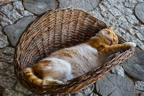 Cat Sleeps In The Basket Stock Image Image Of White 42958973