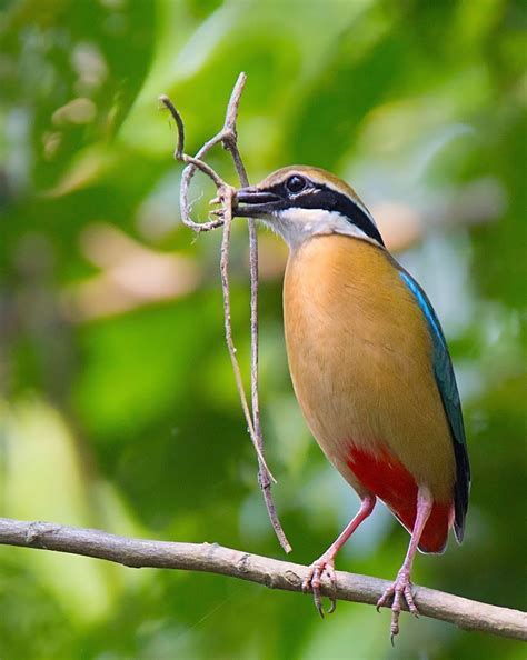 indian pitta... Calander, Pitta, Braveheart, Sri Lanka, Birds, Animals ...