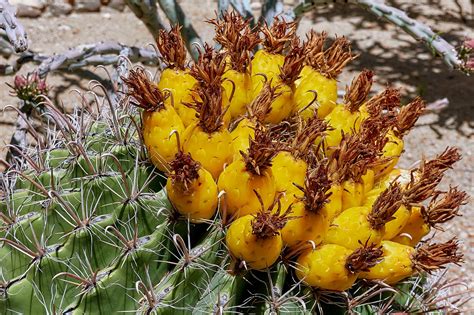 Cactus Cactaceae Ferocactus Free Photo On Pixabay Pixabay