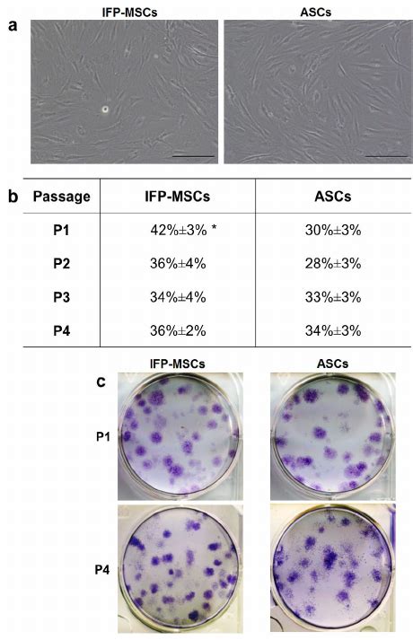 Morphology And Clonogenic Potential Of Ifp Mscs And Ascs A Cells