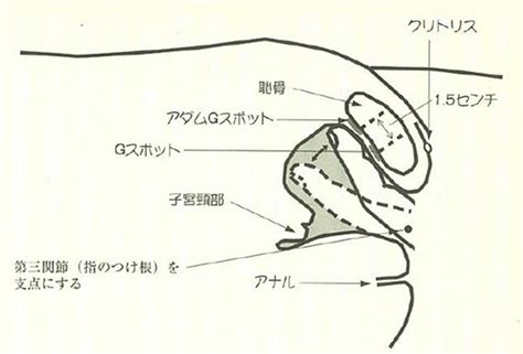 Gスポットの場所を確実に見つけ、イキ狂わせる開発方法まとめ 実は女性も興味津々。gスポットの謎を徹底解明 Forza Style