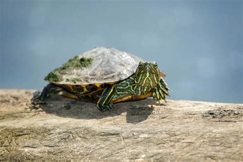 How Big Do Red Eared Slider Turtles Get Size Cycle Factors And