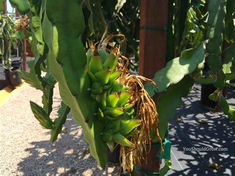 how to grow dragon fruit plant 2