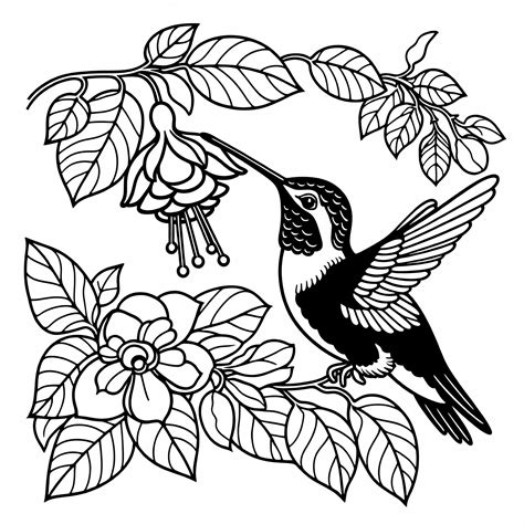 Hummingbird Coloring Pages Free Printable [2025]