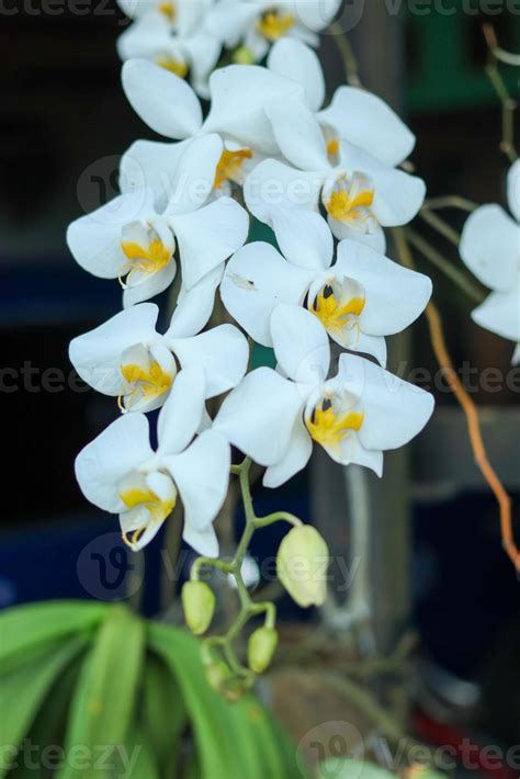 White Orchid flower 22083113 Stock Photo at Vecteezy