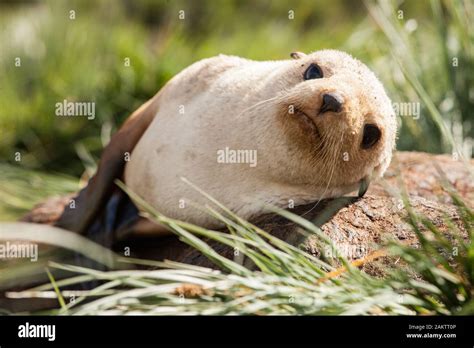 Blonde Fur Seal Pup South Georgia Antarctica Stock Photo Alamy
