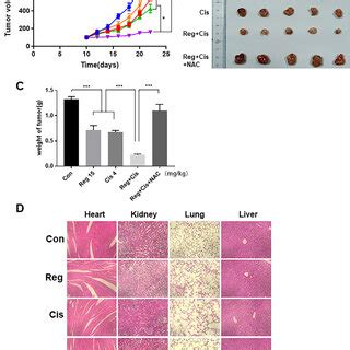 Regorafenib Combined With Cisplatin Synergistically Inhibited Lung