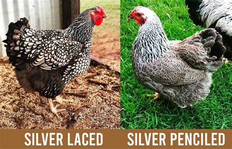 Silver Laced Wyandotte Breed Profile Chicken Fans