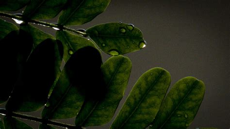 Droplet And Leaf Pixahive