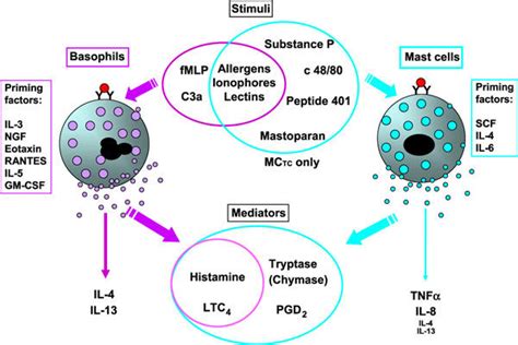 Neuvěřitelný Klamání Způsobit mast cells vs basophils mírné Možný Oplatka