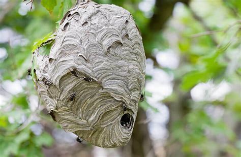 How To Get Rid Of Wasps Kill And Prevent Hornets Raid®