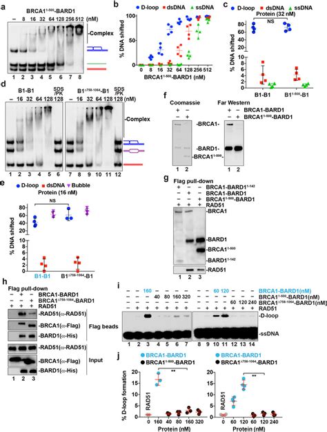 Characterization Of BRCA11500BARD1 And BRCA17581064BARD1 A