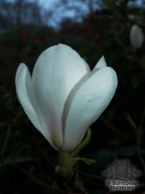 Magnolia From Burncoose Nurseries Page 9