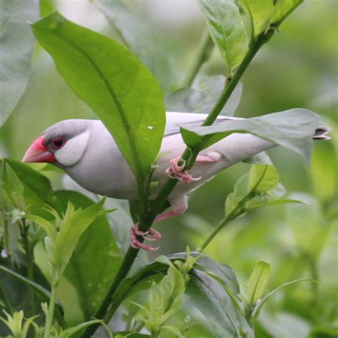 Java Finch