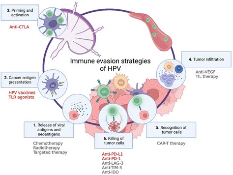 JCM | Free Full-Text | Immunotherapeutic Approaches for the Treatment ...