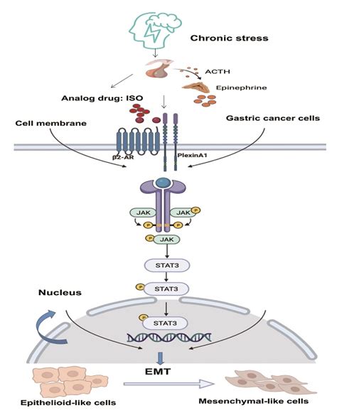 PlexinA1 activation induced by β2 AR promotes epithelial mesenchymal