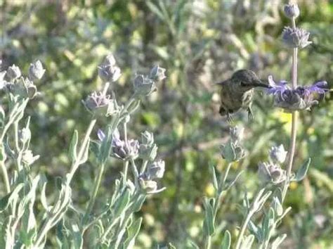 Cleveland Sage – Valley Growers Nursery