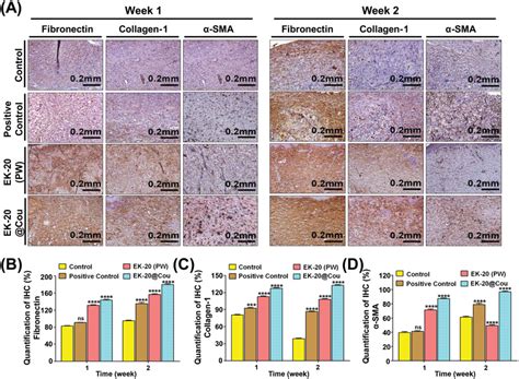 Immunohistological Investigation Of Wound Tissue A Representative